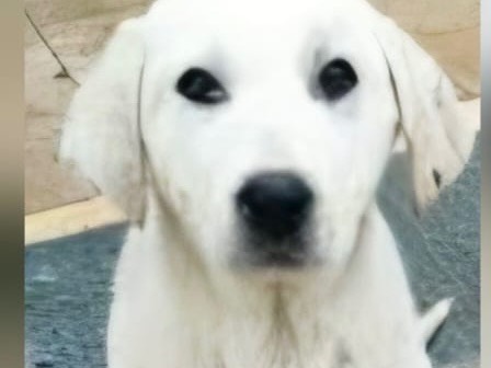 Adotta un cane, femmina, 3 mesi, Foggia