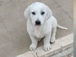 Adotta un cane, taglia media, femmina, Foggia