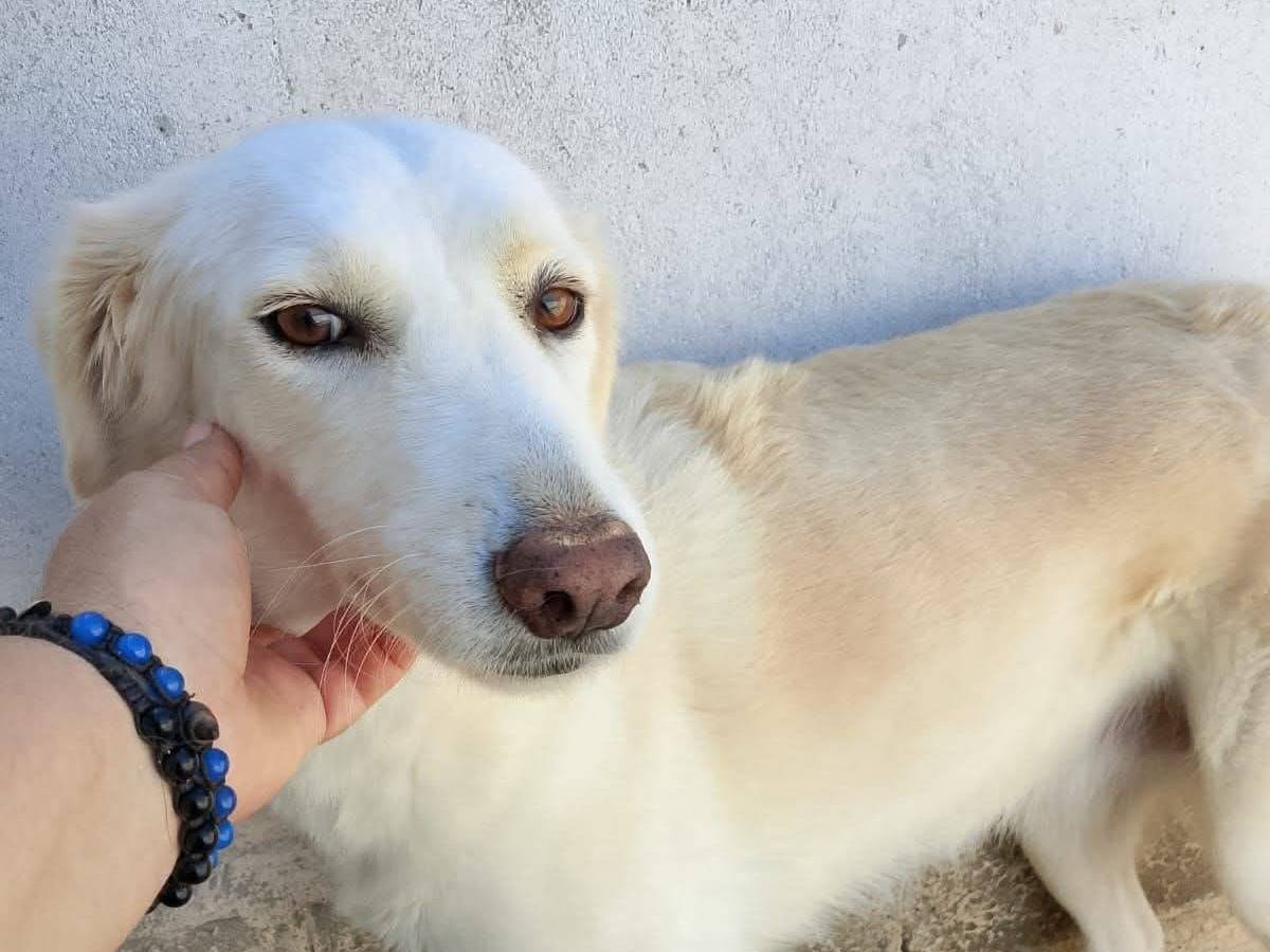 Adozione cane, femmina, Razza sconosciuta Razza sconosciuta, 6 anni e 10 mesi, taglia grande, Crotone