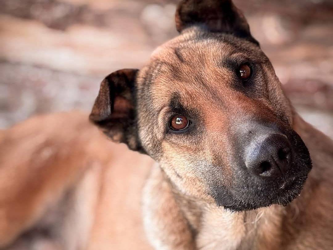 Adozione cane, maschio, Pastore Belga Malinois Razza sconosciuta, 4 anni e 1 mese, taglia grande, Crotone