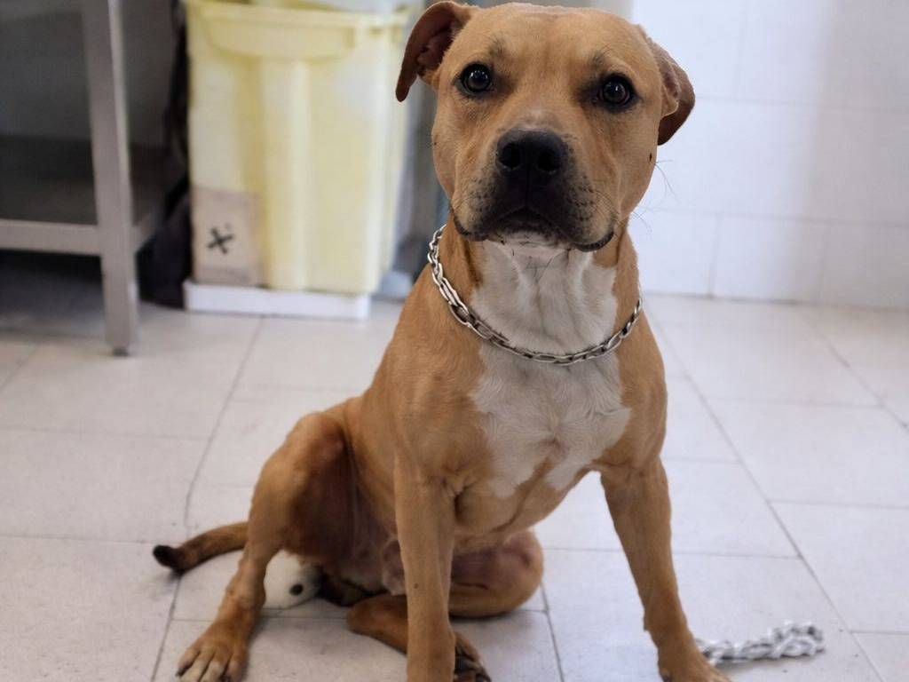 Adozione cane, maschio, Razza sconosciuta Razza sconosciuta, 2 anni e 10 mesi, taglia media contenuta, Crotone