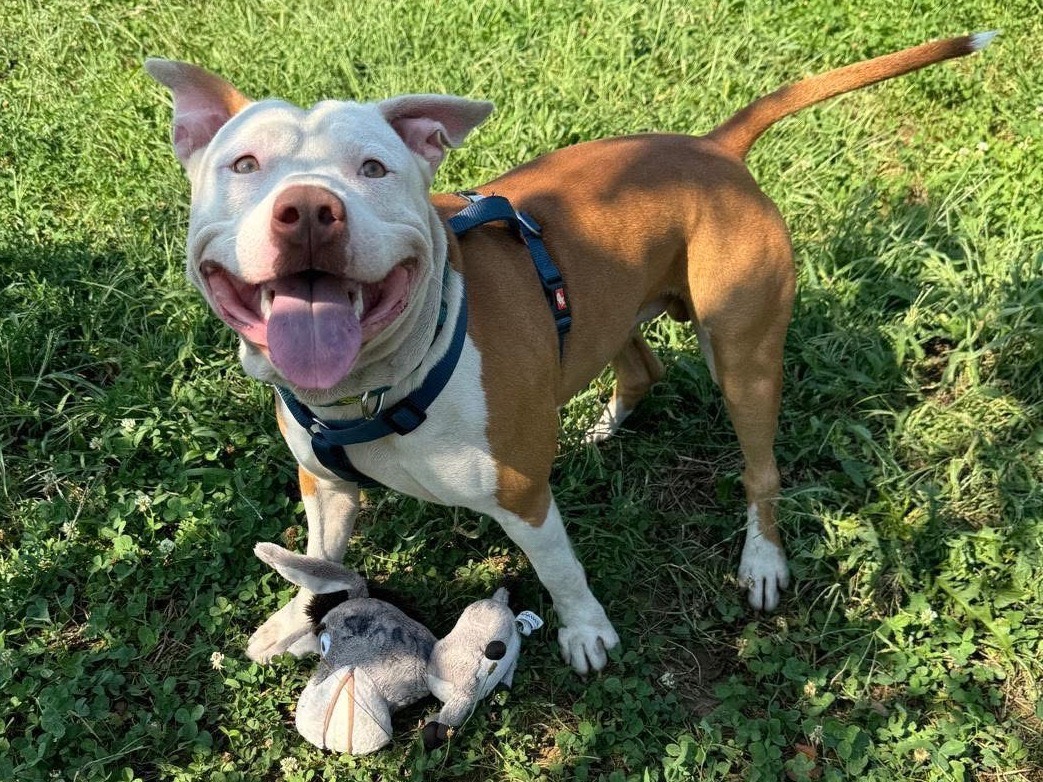 Adozione cane, maschio, Pitbull Razza sconosciuta, 4 anni e 7 mesi, taglia media, Monza