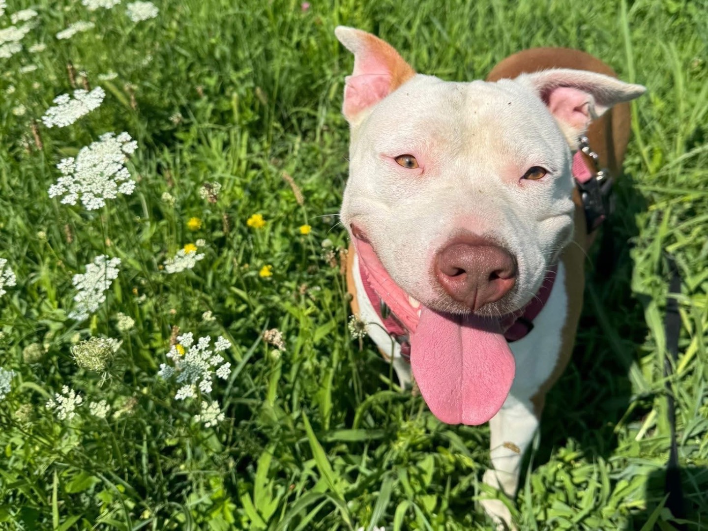 Adotta un cane, maschio, 4 anni e 7 mesi, Monza