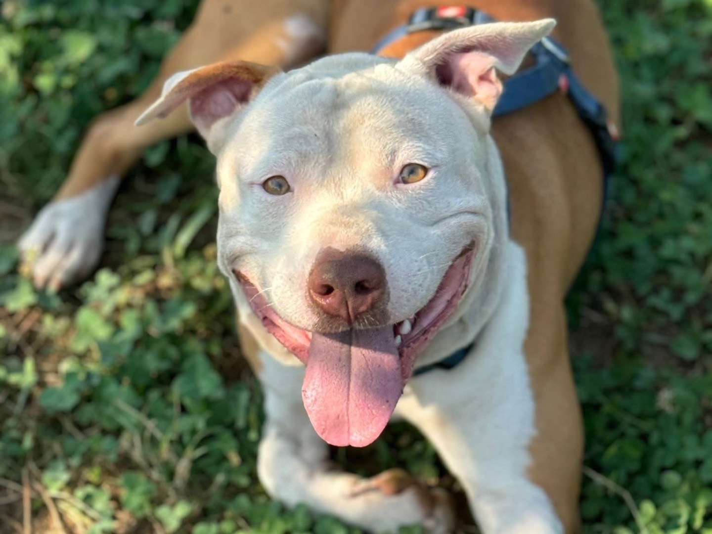 Adotta un cane, taglia media, maschio, Monza