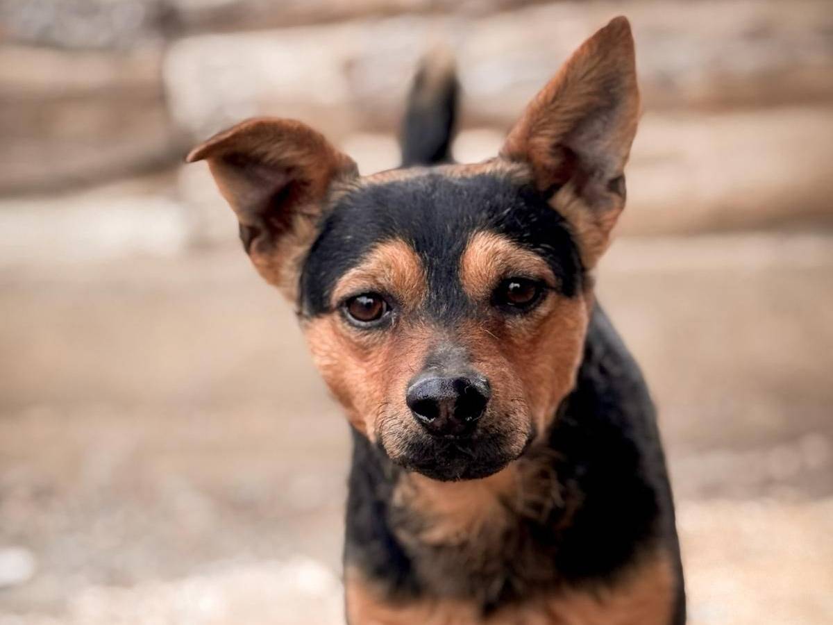 Adozione cane, maschio, Razza sconosciuta Razza sconosciuta, 4 anni e 10 mesi, taglia piccola, Crotone
