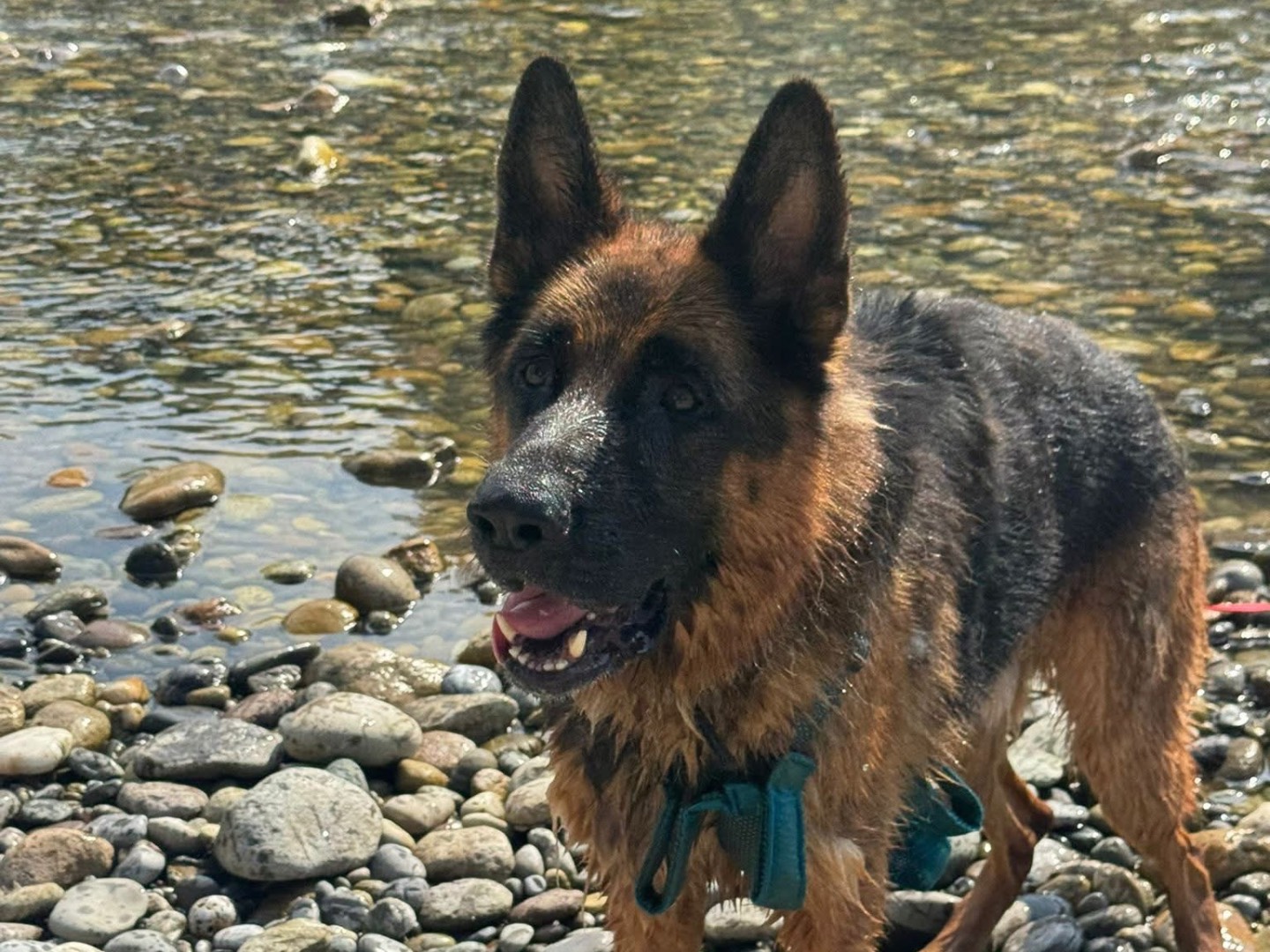 Vuoi adottare un cane a Monza?