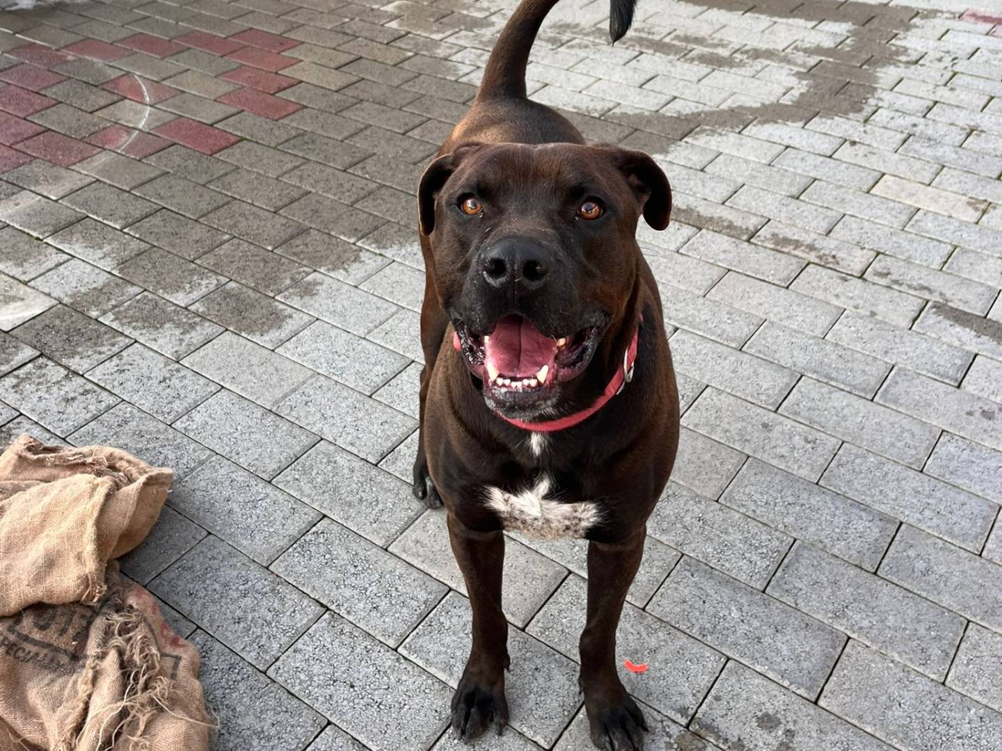 Adotta un cane, maschio, 3 anni e 10 mesi, Milano