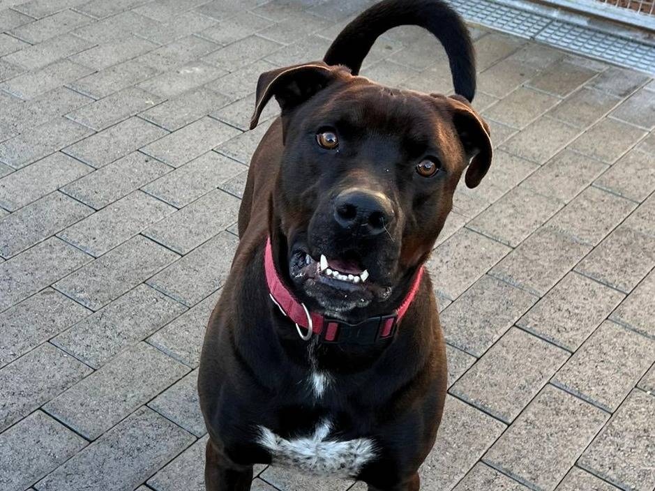 Adotta un cane, taglia media, maschio, Milano