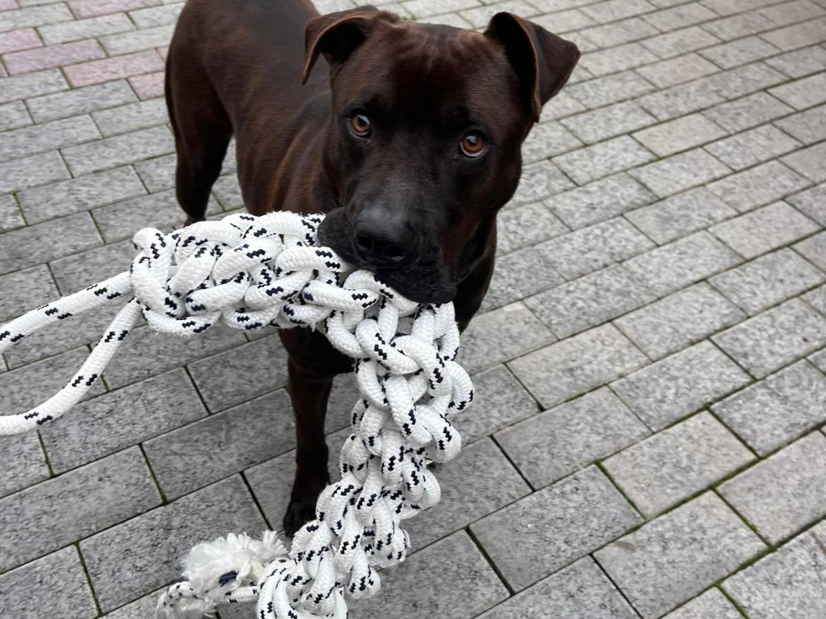 Vuoi adottare un cane a Milano?