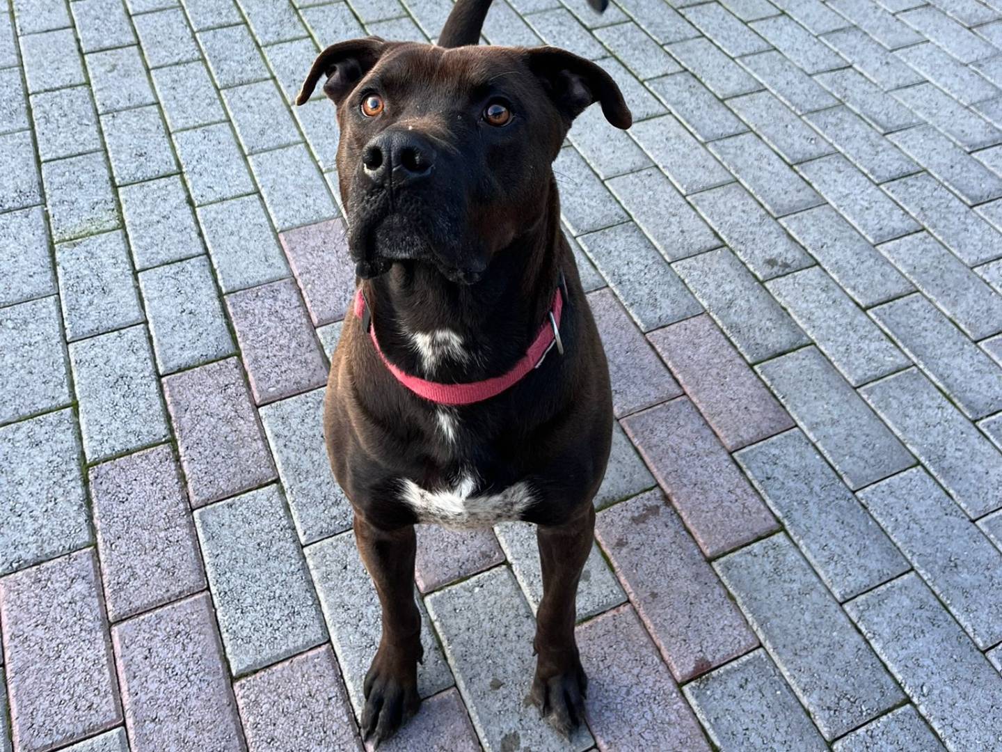 Adotta il cane nigel a Milano