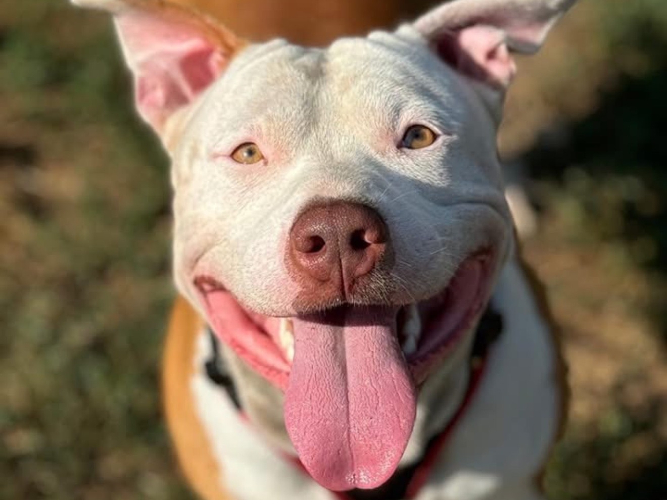 Vuoi adottare un cane a Monza?