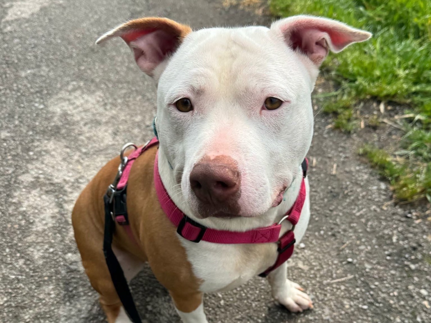 Adotta il cane Gimbo a Monza