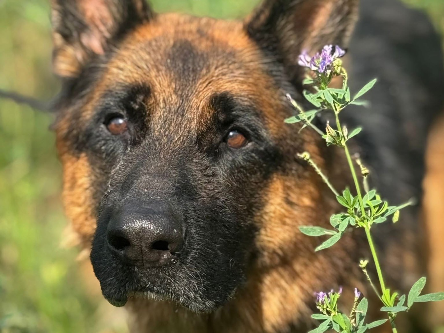 Adotta il cane Rastrello a Monza