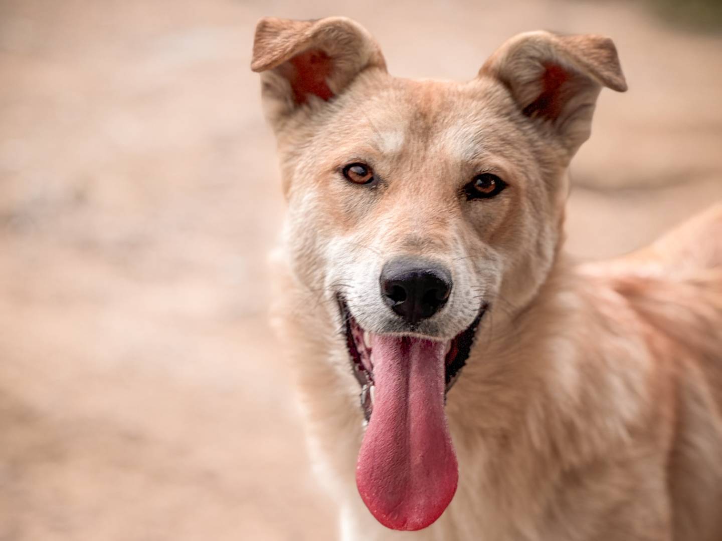 Adozione cane, femmina, Razza sconosciuta Razza sconosciuta, 1 anno e 7 mesi, taglia media, Crotone