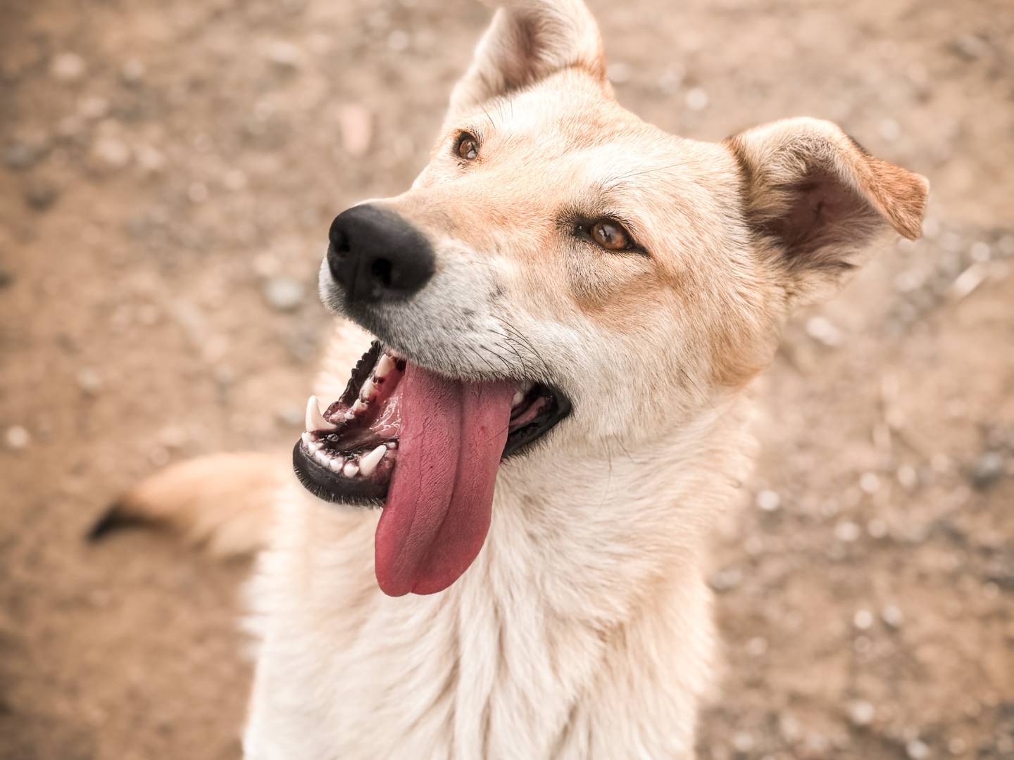 Vuoi adottare un cane a Crotone?
