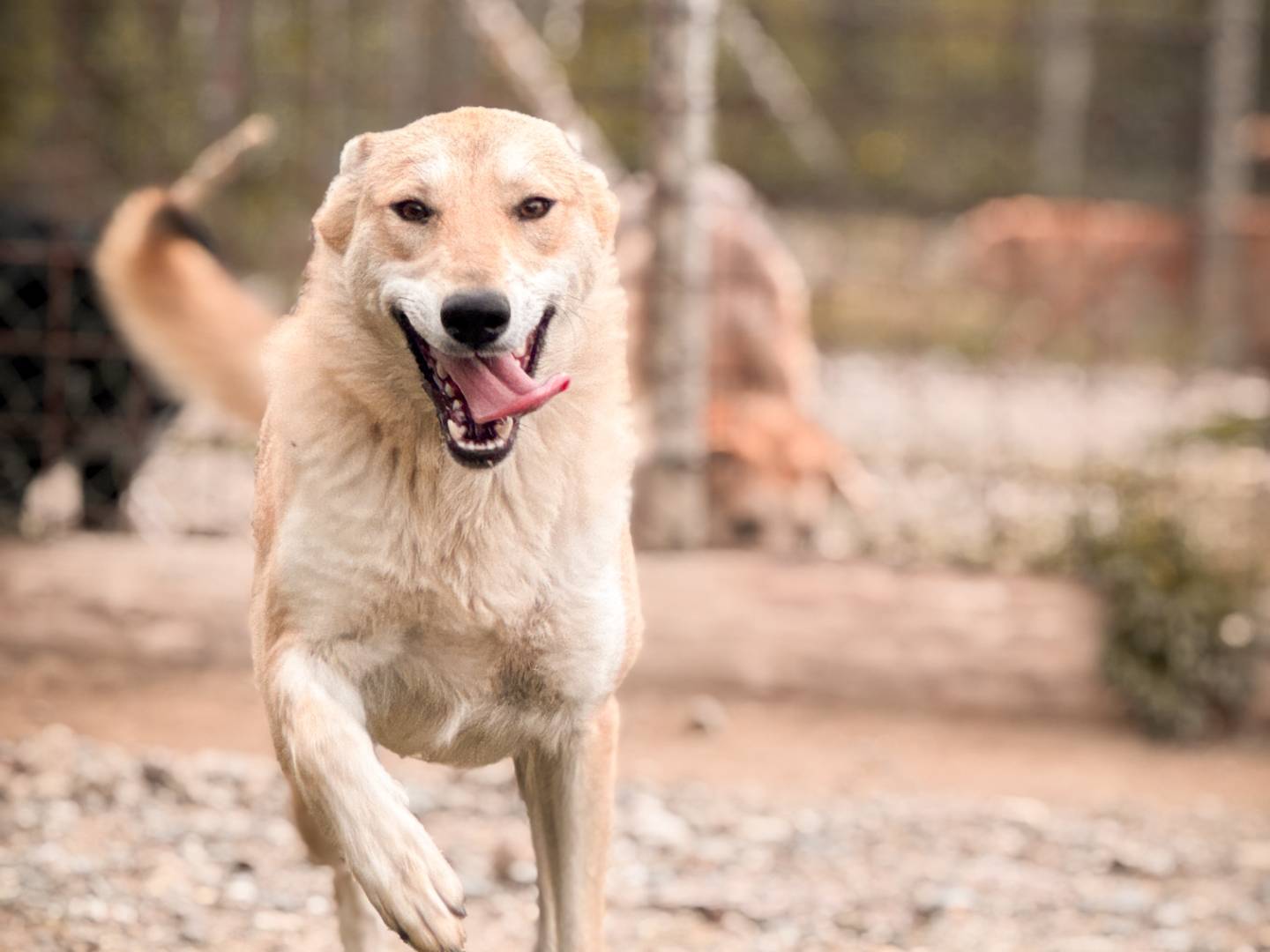 Adotta il cane Bella a Crotone