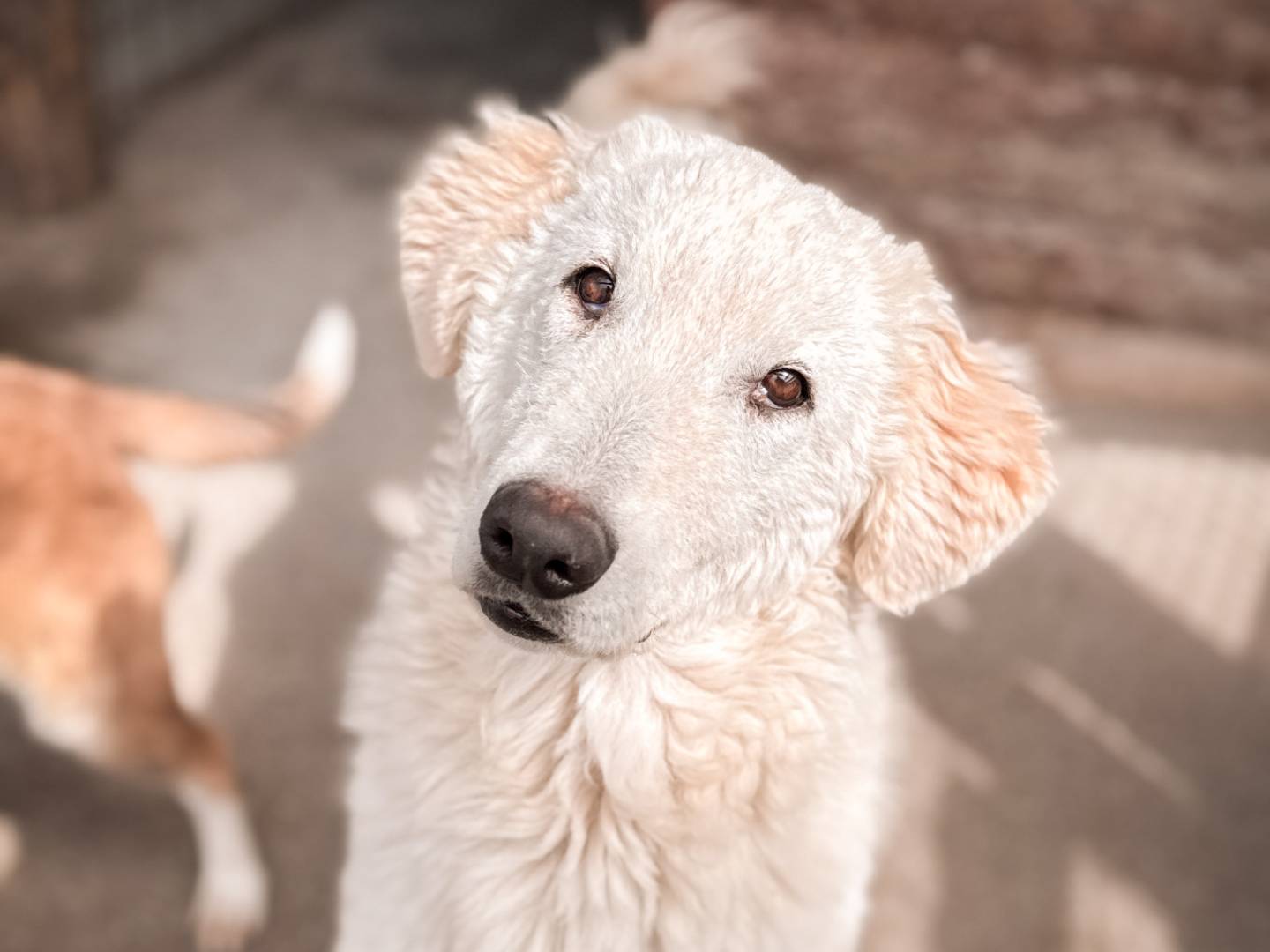Adozione cane, femmina, Razza sconosciuta Razza sconosciuta, 8 mesi, taglia media, Crotone