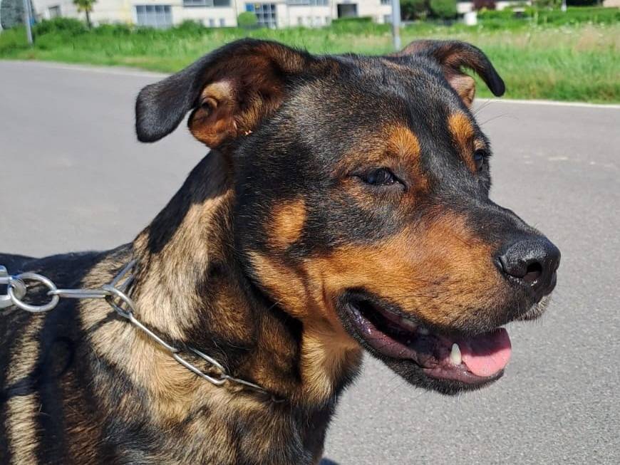 Adozione cane, maschio, Razza sconosciuta Razza sconosciuta, 3 anni, taglia grande, Milano