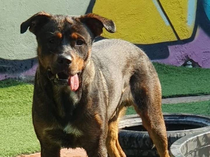 Adotta un cane, taglia grande, maschio, Milano