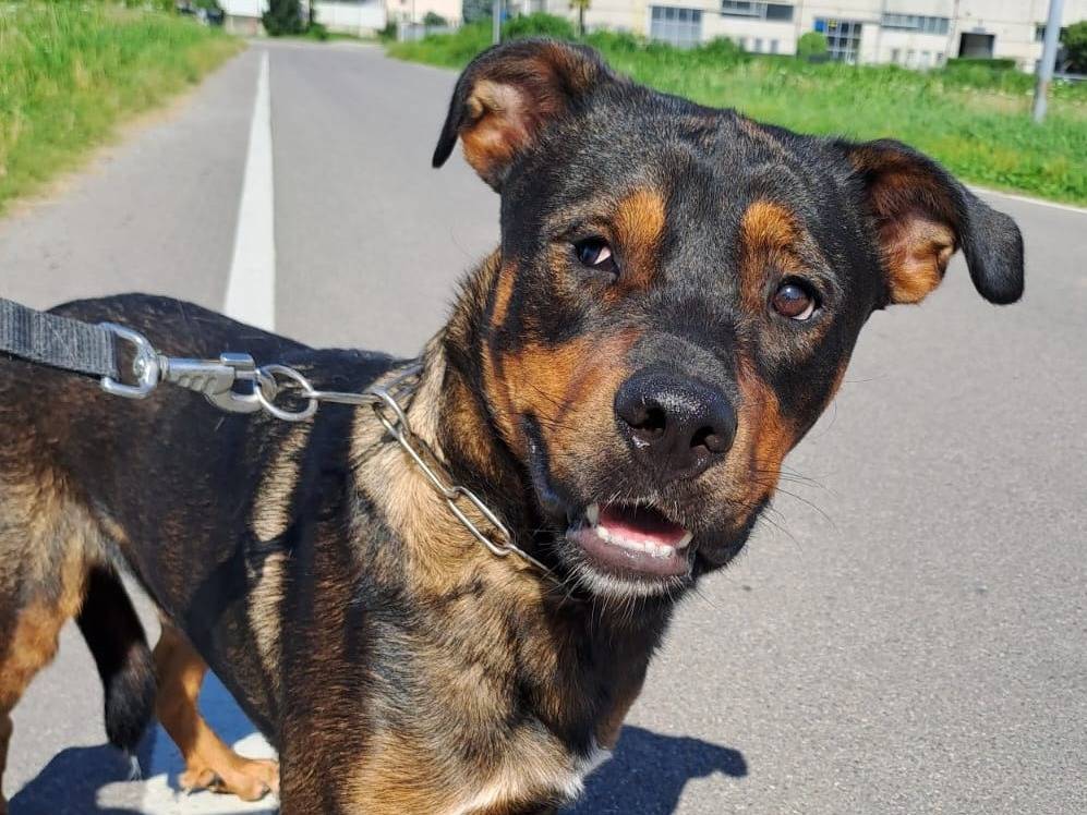 Vuoi adottare un cane a Milano?