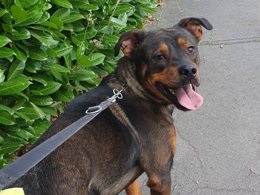 Adotta il cane Tiglio a Milano