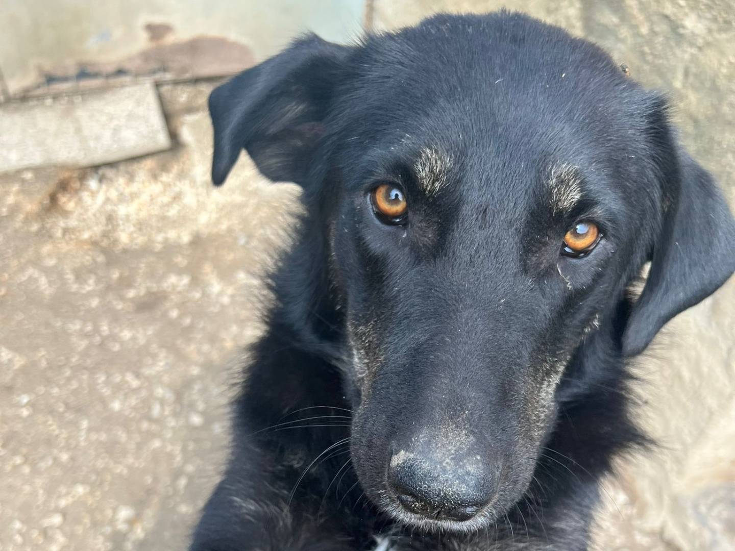 Adozione cane, femmina, Razza sconosciuta Razza sconosciuta, 3 anni e 3 mesi, taglia media, Pordenone