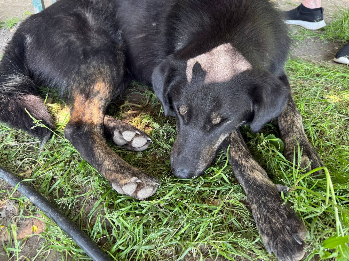 Adotta un cane, femmina, 3 anni e 3 mesi, Pordenone