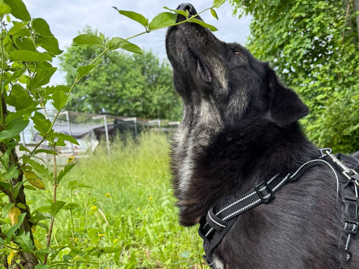Vuoi adottare un cane a Pordenone?