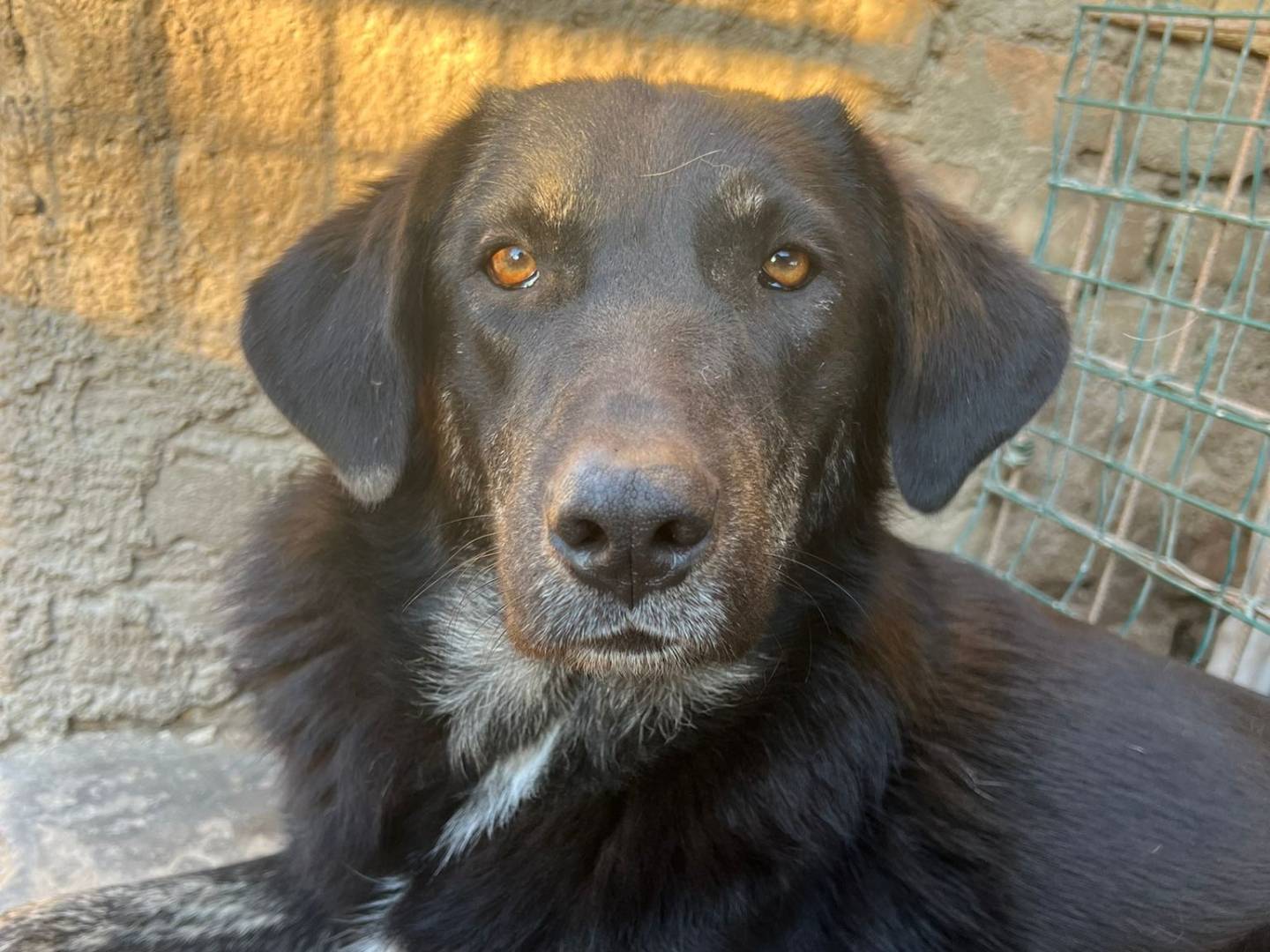 Adotta il cane Montana a Pordenone