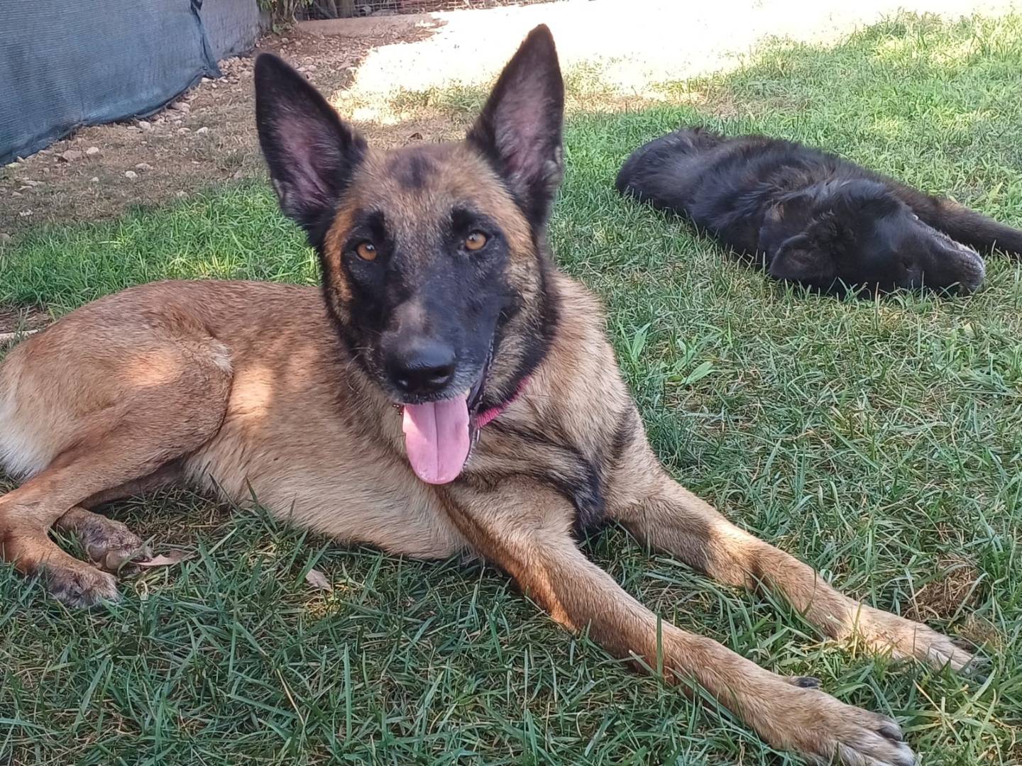 Adozione cane, femmina, Razza sconosciuta Razza sconosciuta, 8 anni e 2 mesi, taglia media, Mantova