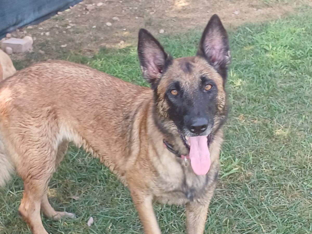 Vuoi adottare un cane a Mantova?