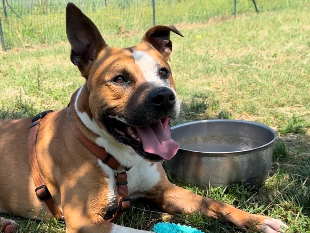 Vuoi adottare un cane a Monza?