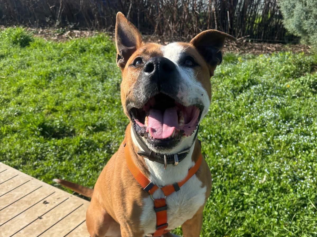 Adotta il cane Dyson  a Monza