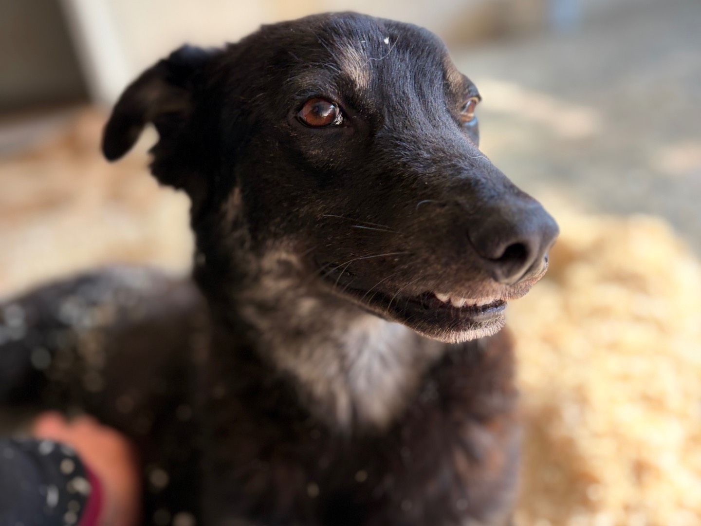 Vuoi adottare un cane a Milano?