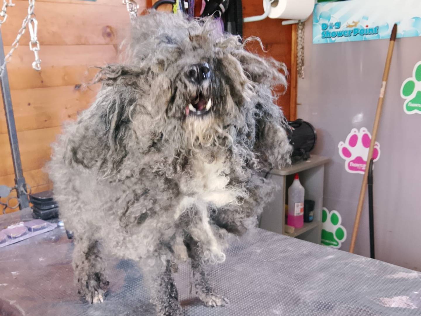 Vuoi adottare un cane a Caserta?