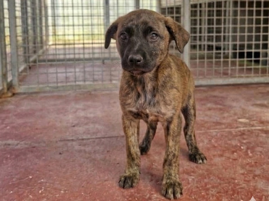 Adotta un cane, femmina, 4 mesi, Avellino