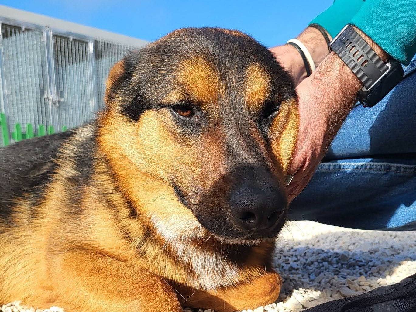 Adozione cane, maschio, Razza sconosciuta Razza sconosciuta, 1 anno e 10 mesi, taglia media, Ragusa