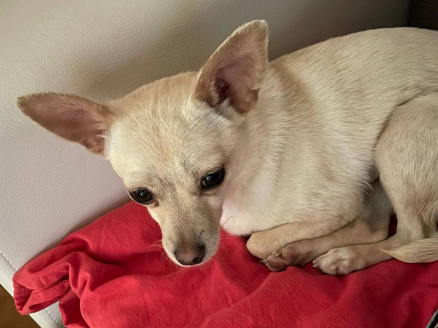 Adozione cane, femmina, Chihuahua Razza sconosciuta, 1 anno, taglia piccola, Frosinone