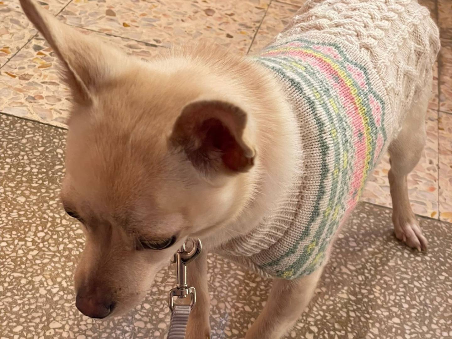 Adotta un cane, femmina, 1 anno, Frosinone