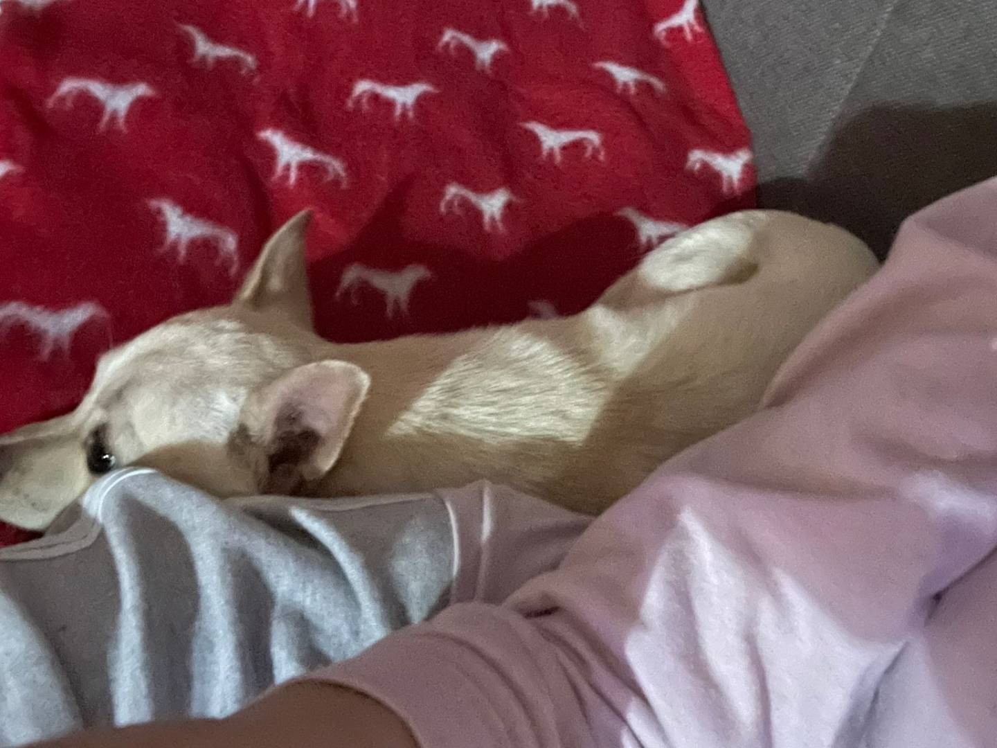 Adotta un cane, taglia piccola, femmina, Frosinone