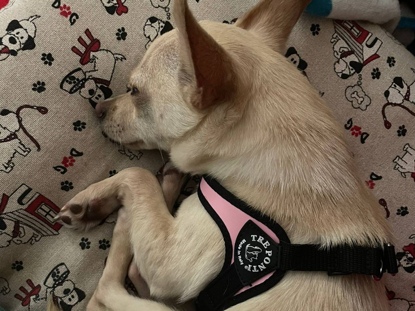 Vuoi adottare un cane a Frosinone?