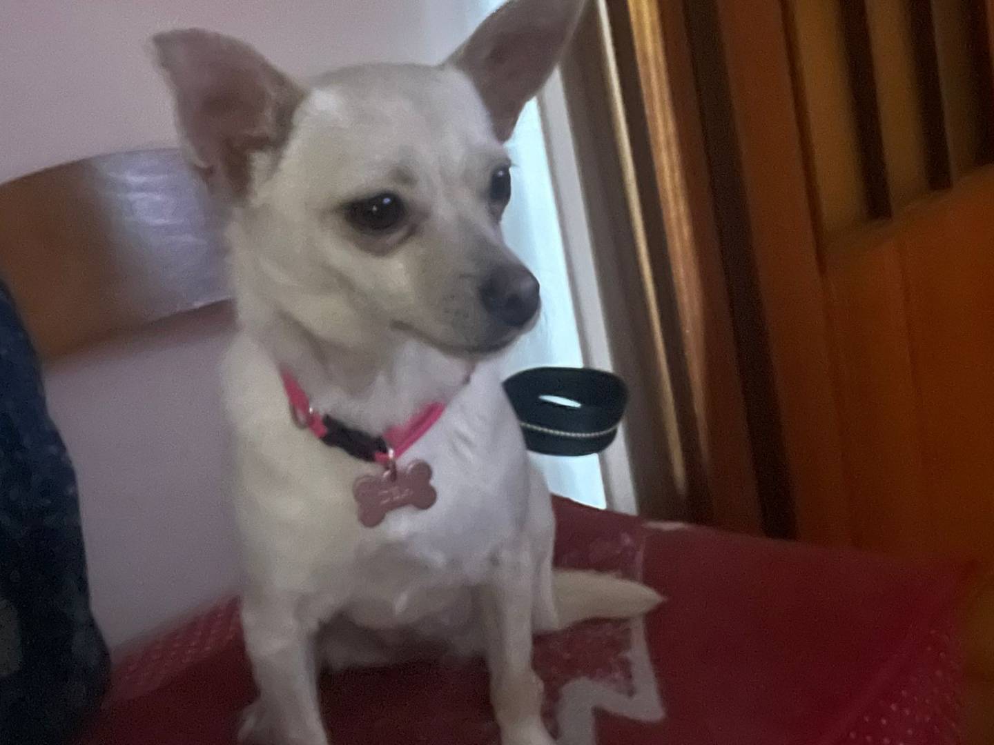 Adotta il cane DEA a Frosinone