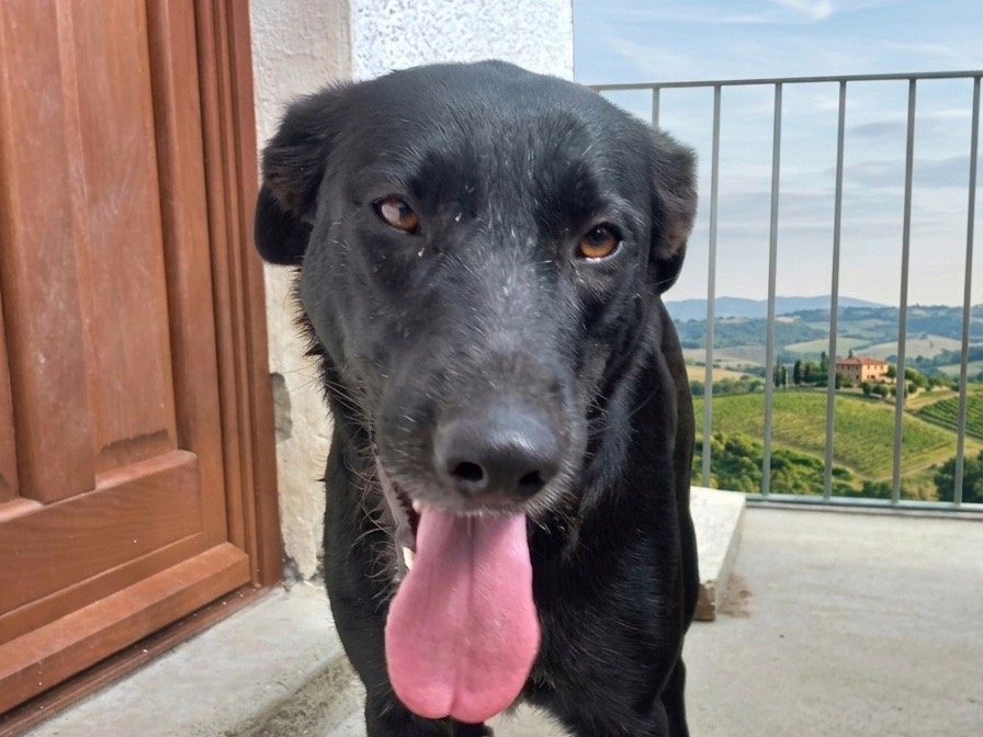 Adotta il cane Skitty a Savona