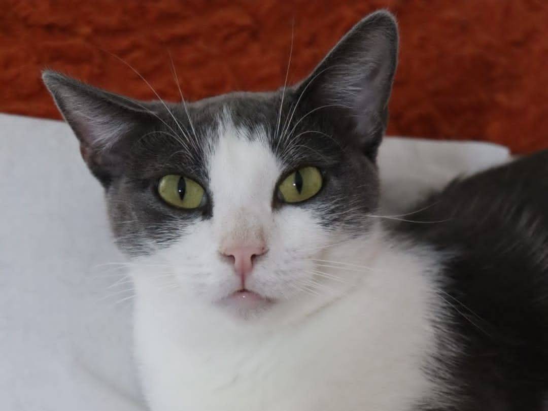 Adotta un gatto, taglia non valida, femmina, Barletta