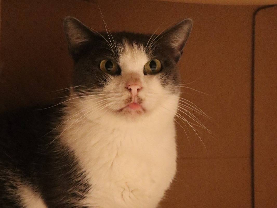 Adotta il gatto Rosalia a Barletta