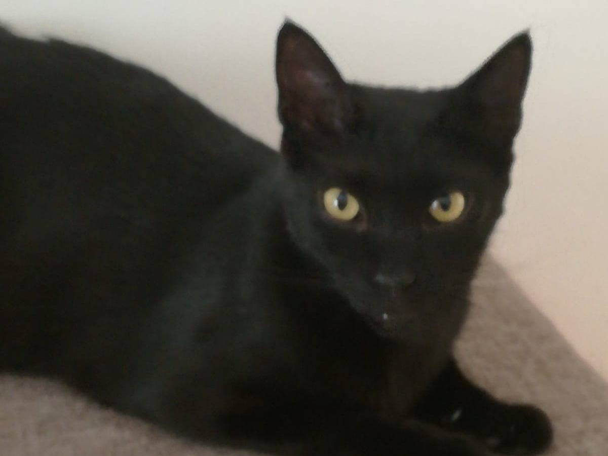 Adozione gatto, maschio, Razza sconosciuta Razza sconosciuta, 4 anni e 10 mesi, taglia non valida, Barletta