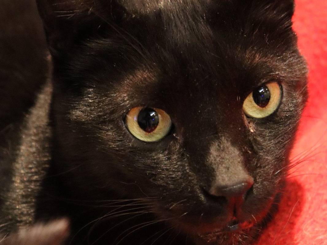 Adotta un gatto, maschio, 4 anni e 10 mesi, Barletta