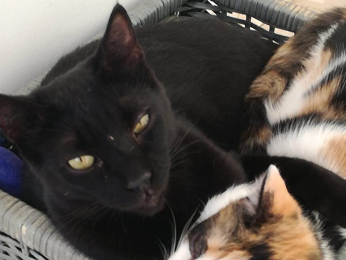 Adotta un gatto, taglia non valida, maschio, Barletta