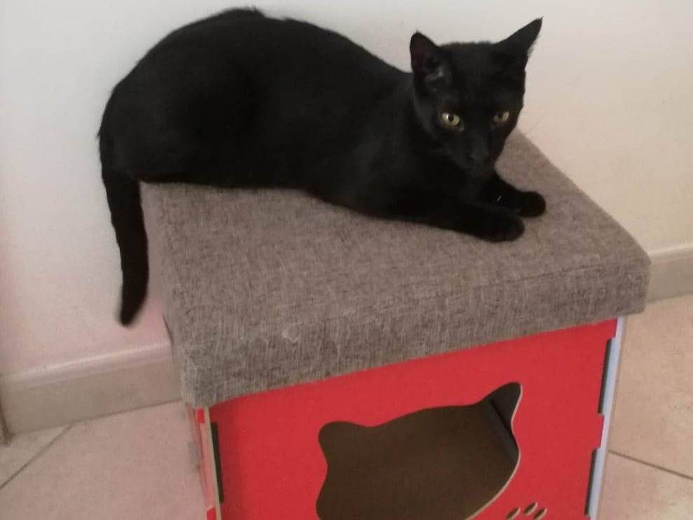 Vuoi adottare un gatto a Barletta?