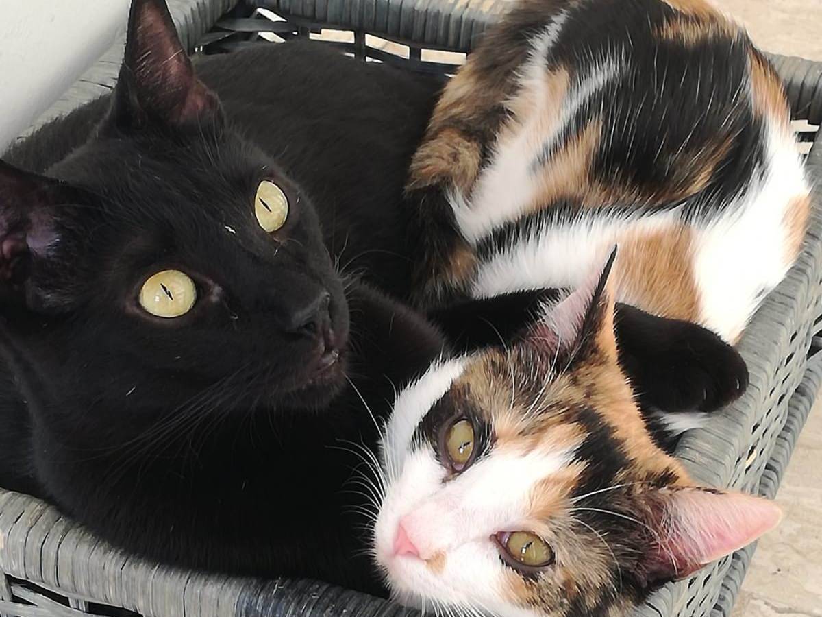 Adotta il gatto Geii a Barletta